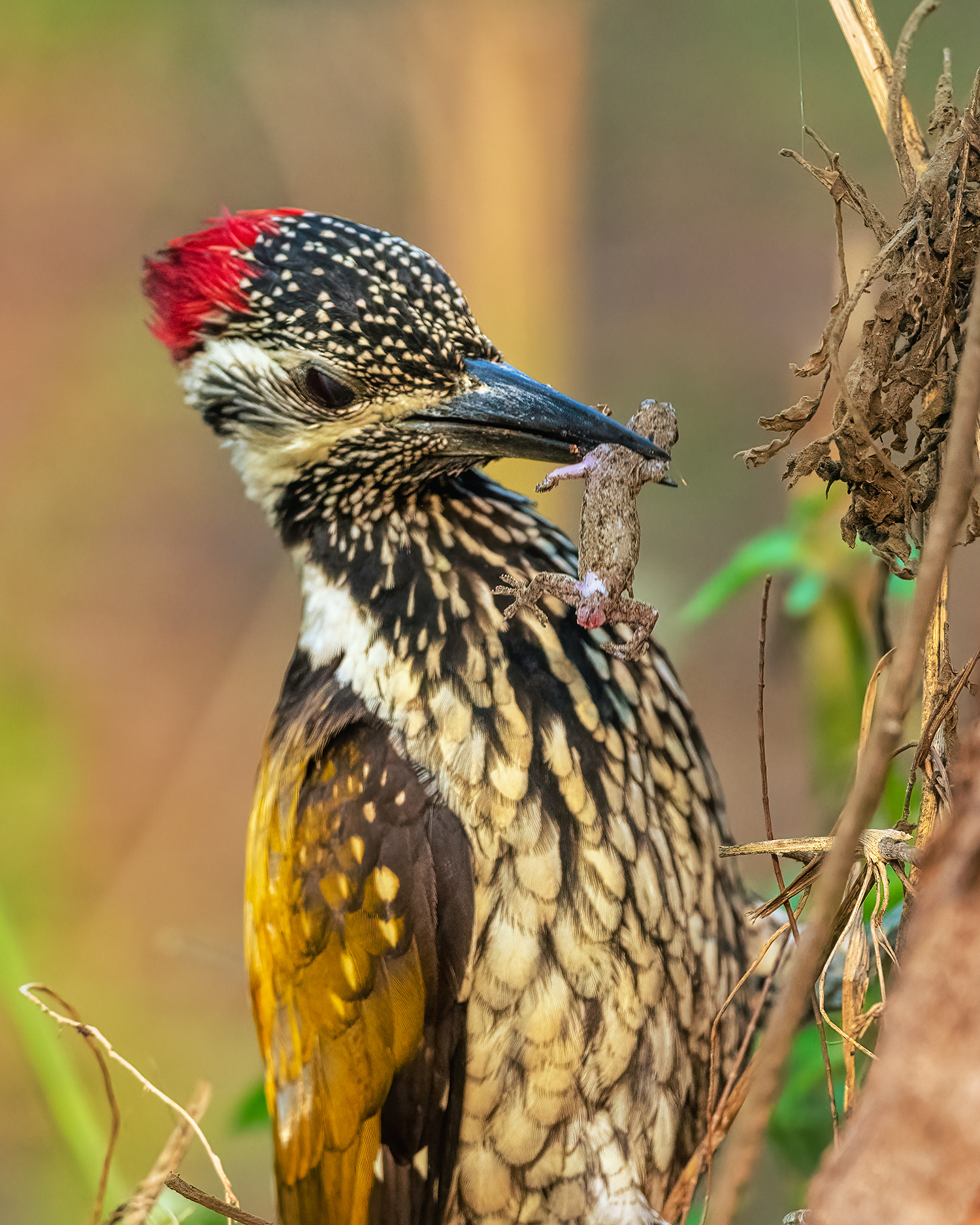 a woodpecker perched on top of a tree branch eating a gecko