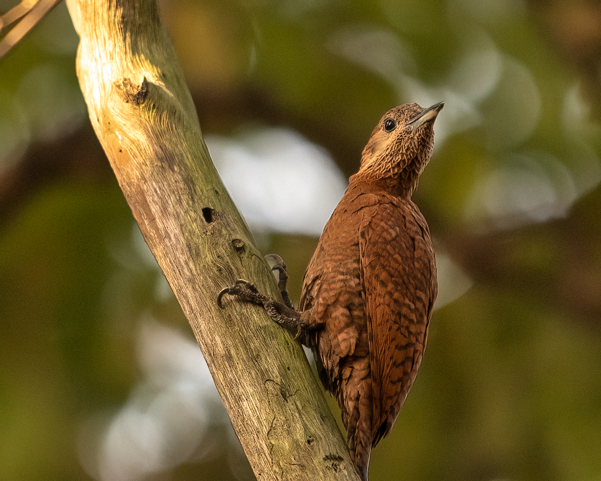 a rofous woodpecker perched on top of a tree branch