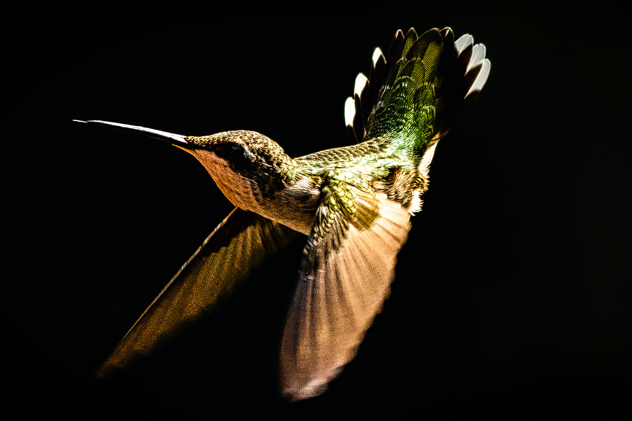 a hummingbird flying in the dark with its wings spread